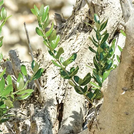 Holiday Home Pakostane 12 With Outdoor Swimmingpool Holiday home